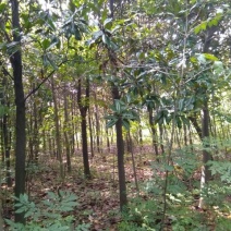 枇杷树20~30cm