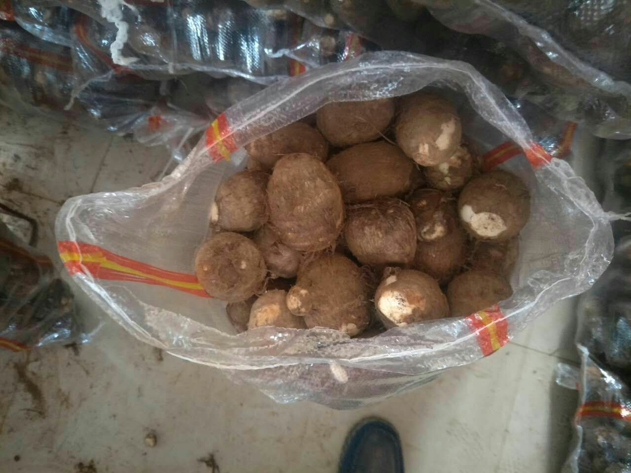 芋头标准化种芋包装与溯源标签特写：蓝色PE保鲜袋装30–80g仔芋，袋面印有二维码、品种名‘桂芋2号’、采收日期‘20241105’、检疫证书编号‘CN-2024-YU-08872’、贮藏建议温度‘10±1℃’