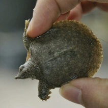 甲鱼苗鱼苗