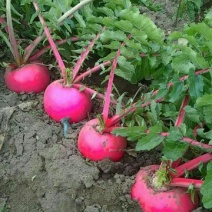 红皮萝卜1.5~2斤起
