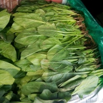 [牛]菠菜25~30厘米