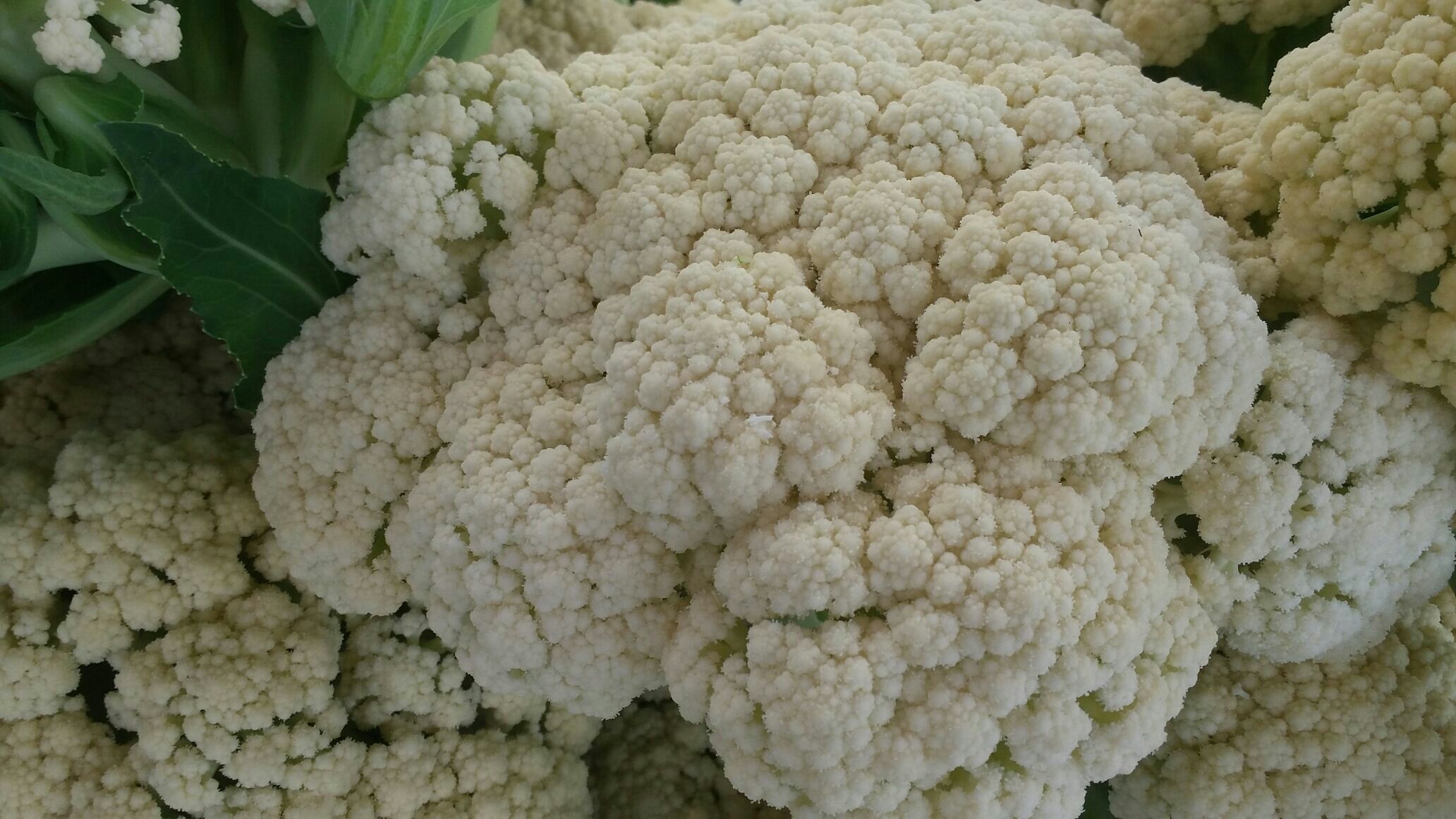 两个新鲜蔬菜特写并排展示:左侧为一颗完整的松花菜,花球蓬松洁白;右侧为一把捆扎好的红薯叶,叶片肥厚翠绿,茎部鲜嫩,背景为农贸市场摊位,周围有水雾喷洒痕迹,体现新鲜度 松花菜与红薯叶并列摆放的新鲜蔬菜组合