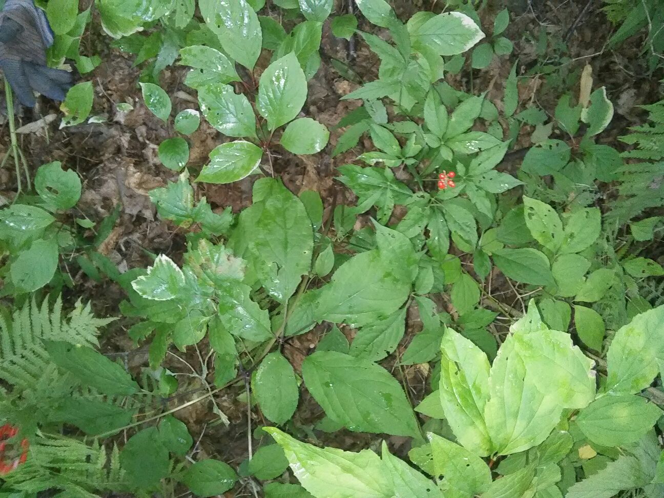 一株完整的野山参植株,展示其典型的五叶轮生叶片结构、红色浆果、弯曲的主根形态以及明显的芦碗节痕,背景为湿润的针阔混交林地表,覆盖着厚厚的落叶层 野山参植株特写
