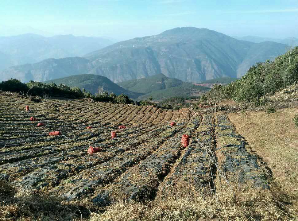 安第斯山脉高原上的黑玛卡种植田,可见紫色土壤中生长的深色块根植物,农民正在采收新鲜黑玛卡,背景为高山雪峰与云雾缭绕的生态环境 黑玛卡原产地实拍图
