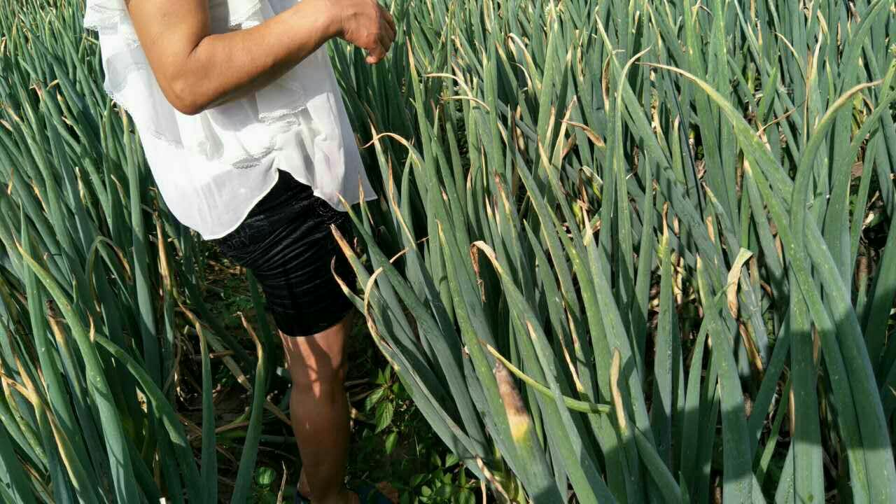 农民正在对章丘大葱进行人工培土,以延长假茎长度 章丘大葱培土操作图