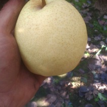酥梨200~250g纸袋