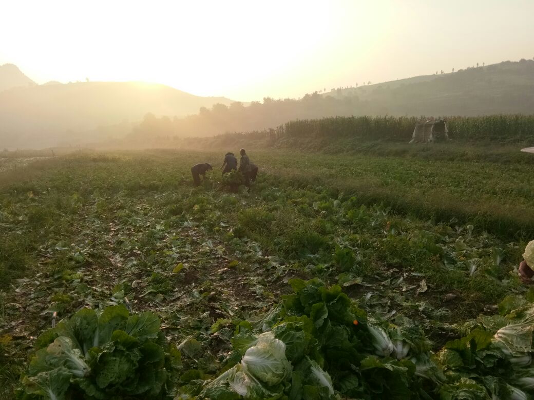 农户采收夏阳白菜现场照片