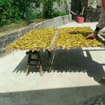 干黄菜