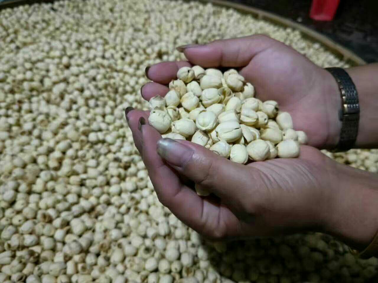 湘莲田间施肥现场操作图