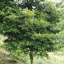 小叶桢楠1.5~2m