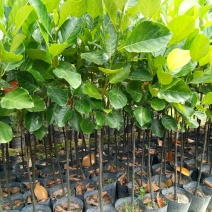 各种不同规格营养杯苗。菠萝蜜苗稿接树