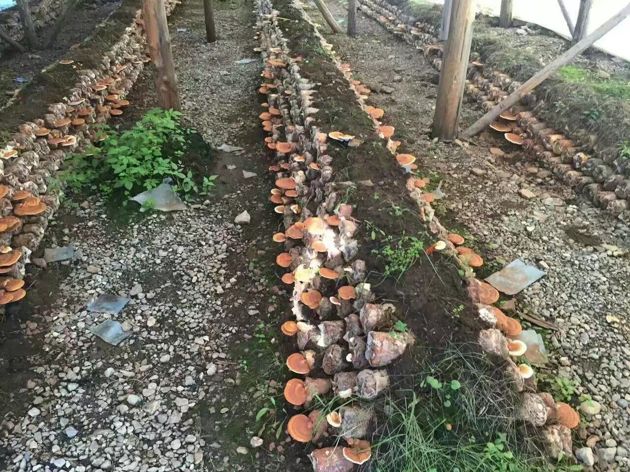 缅甸竹灵芝在广西靖西市竹林中栽培场景