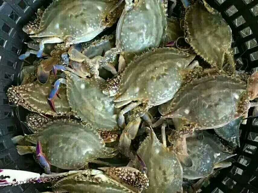 远海梭子蟹的典型外观,背部呈青绿色,腹部洁白,蟹脚粗壮 远海梭子蟹外观特征