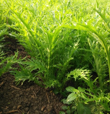 雪里红芥菜2两以上鲜货基地直供量大从优