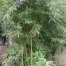 绿竹2~3m