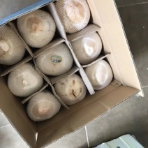 椰青2~2.5斤