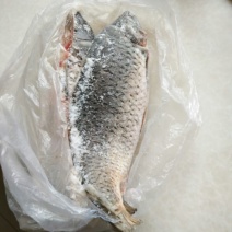 黄河鲤食用1~2公斤