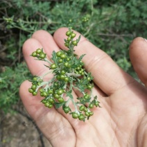 野菊花颗粒