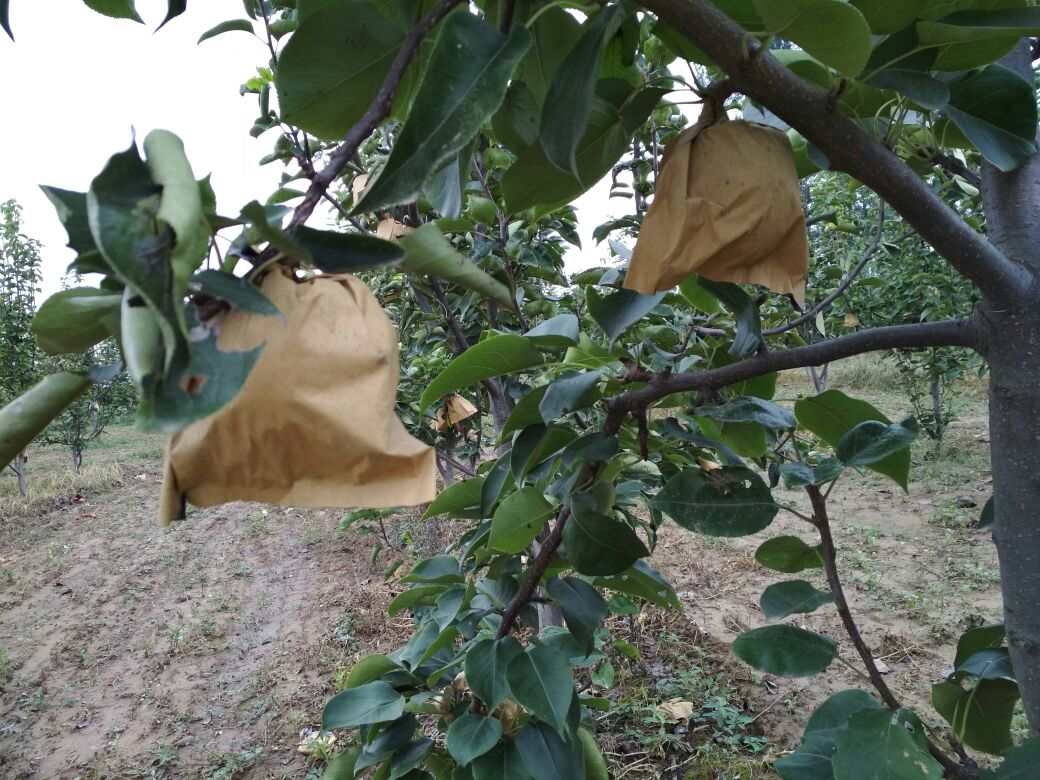 黄金梨夏季套袋作业现场图