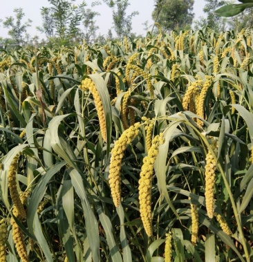 农场自产自销栗黍1号谷子,好货便宜处理中