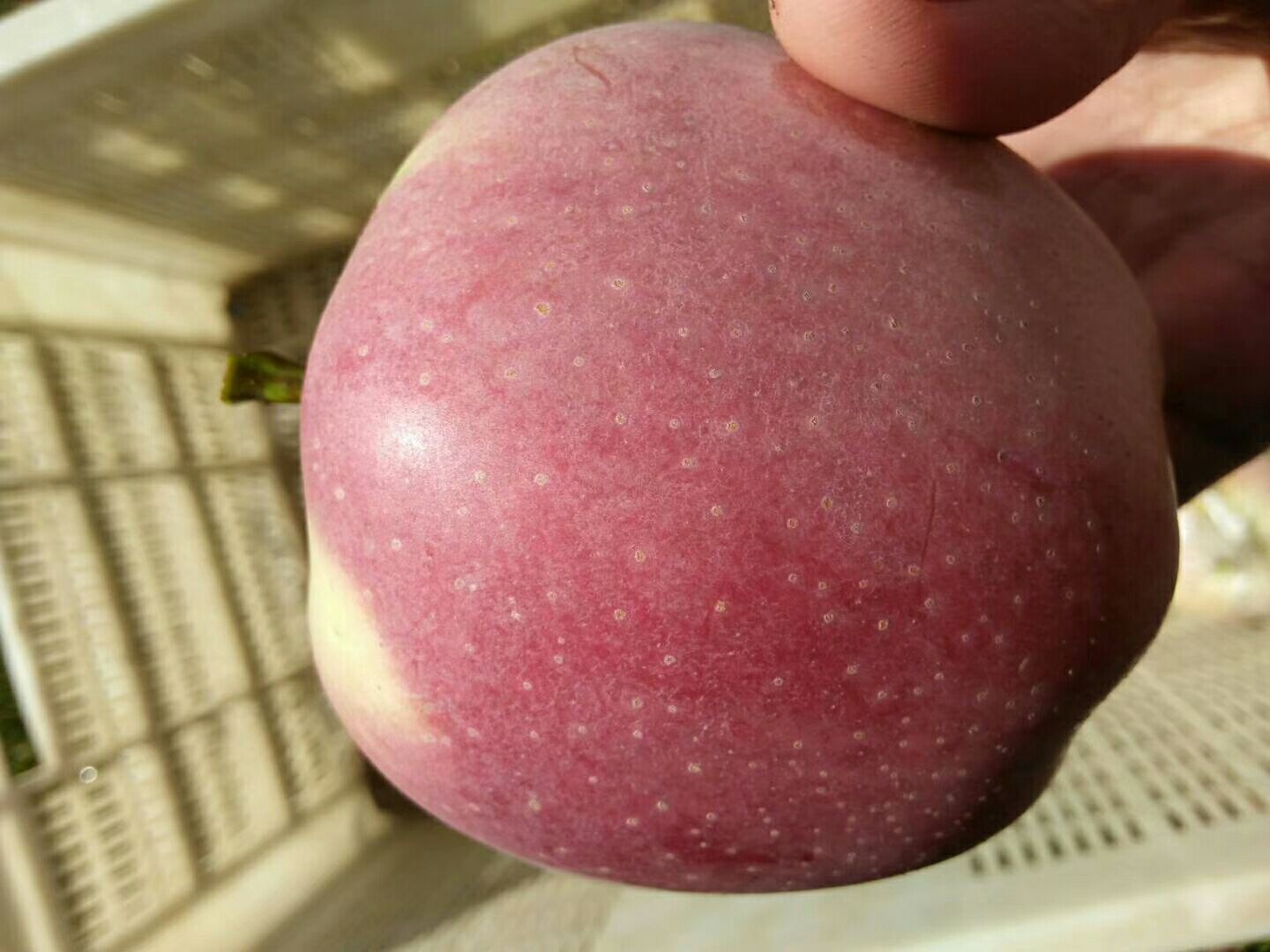 红星苹果特写展示其鲜艳的红色果皮和饱满的果实形态 红星苹果特写