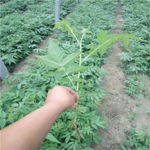 香椿苗80cm以上大棚