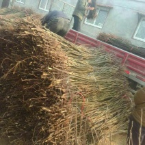 河北晚秋黄梨树苗规格齐全品种保证量大价优欢迎来电