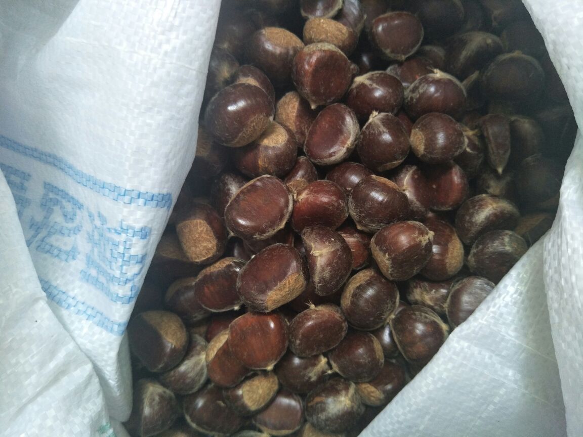燕山早丰栗子果实展示