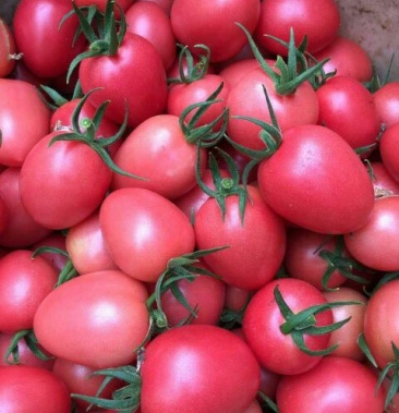 千禧圣女果 电商超市市场长期供应