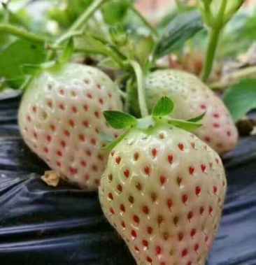 白雪公主草莓苗 ,桃熏草莓苗成活率高,品种保真