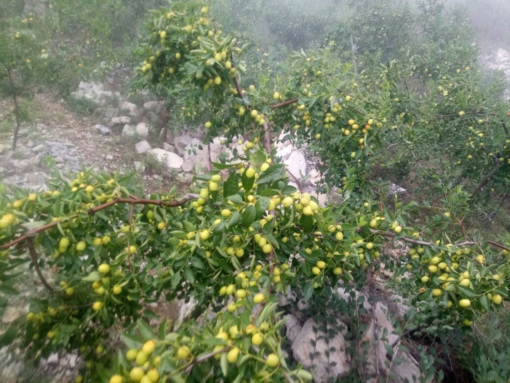 一片山坡上的低矮灌木丛中结满小型红色果实,植株高度约1-1.5米,枝条带刺,果实成串分布,周围有杂草和碎石,展现典型的野生枣树生态环境 羊枣生长环境示意图