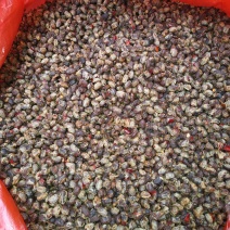豆豉