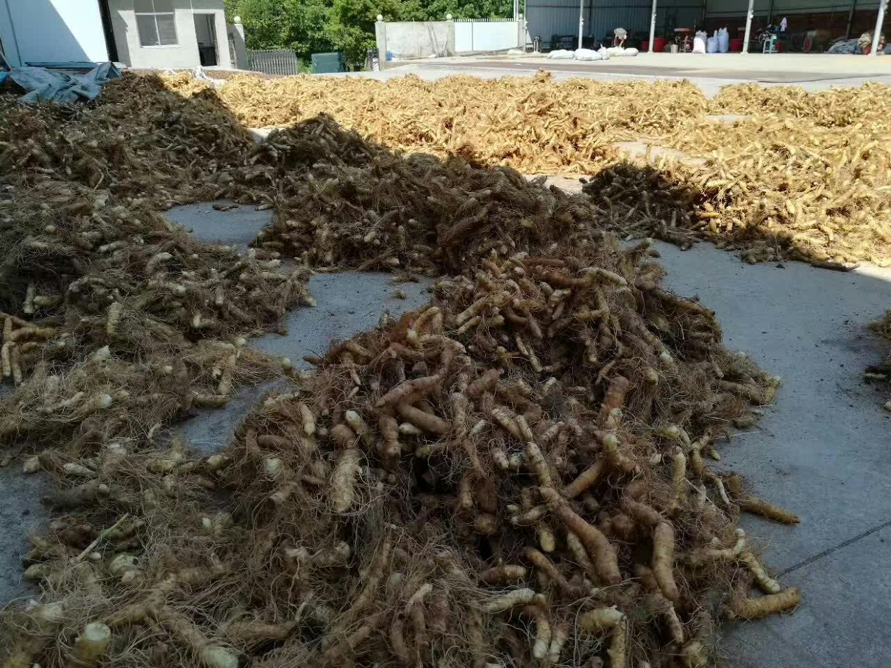信息图:分步展示①完熟果清洗去蜡→②沸水焯烫30秒→③冰水激冷→④竹匾单层摊晾(标注环境湿度<60%、温度25–28℃)→⑤翻动2次/日→⑥含水率测试仪读数≤12%→⑦密封罐储存,背景为阳光斜射的农家院落 黄金百香果皮家庭晒干操作流程图