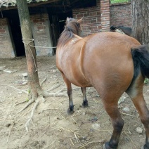 肉马200~300kg