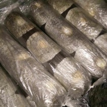 黑木耳菌棒