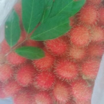 毛丹2cm以上