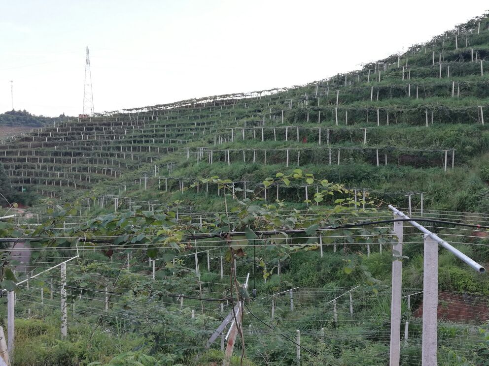猕猴桃梯田种植实景图