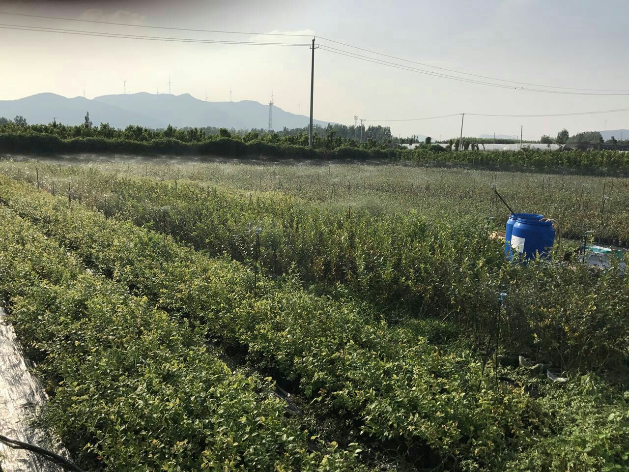 蓝莓果酱工厂外观