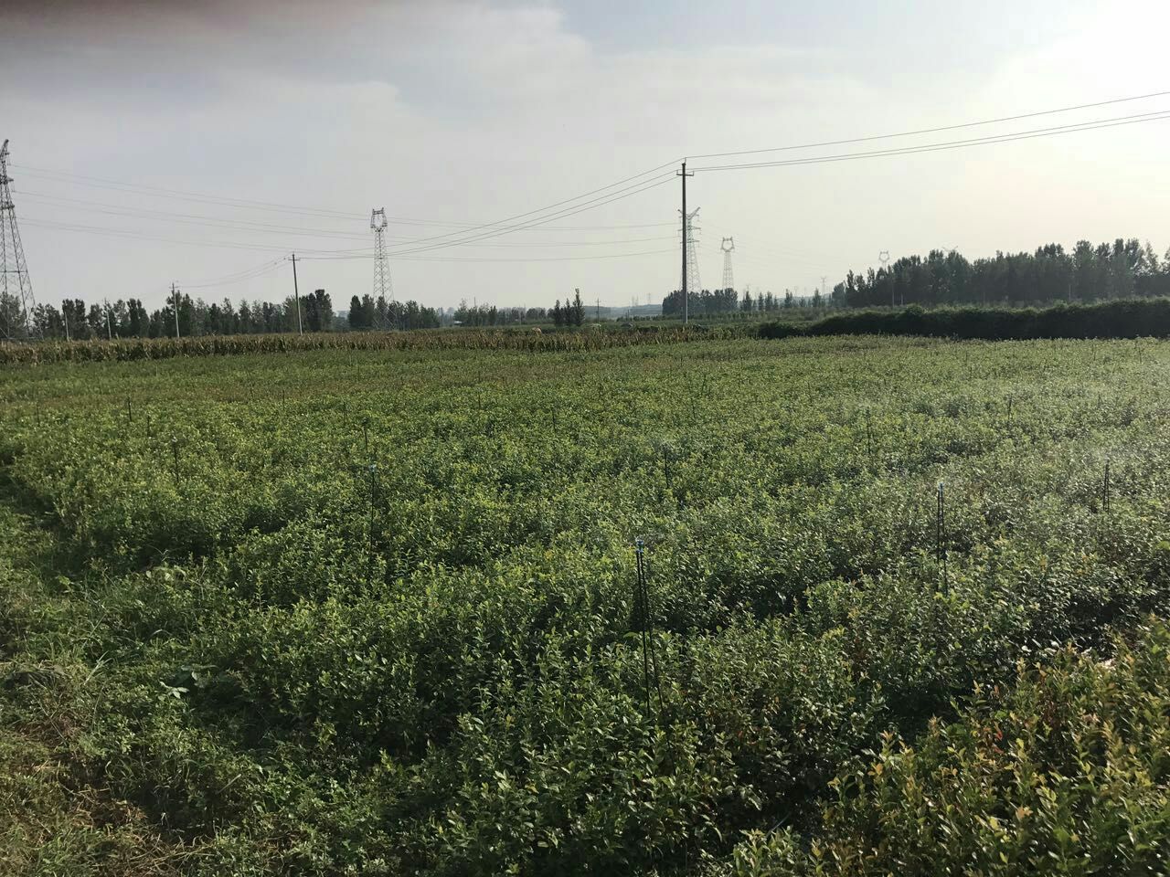 蓝莓种植园