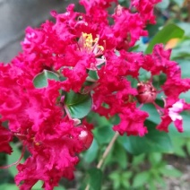红火球紫薇2cm以下0.5~1米1~2米