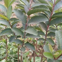 西瓜番石榴苗50~80cm