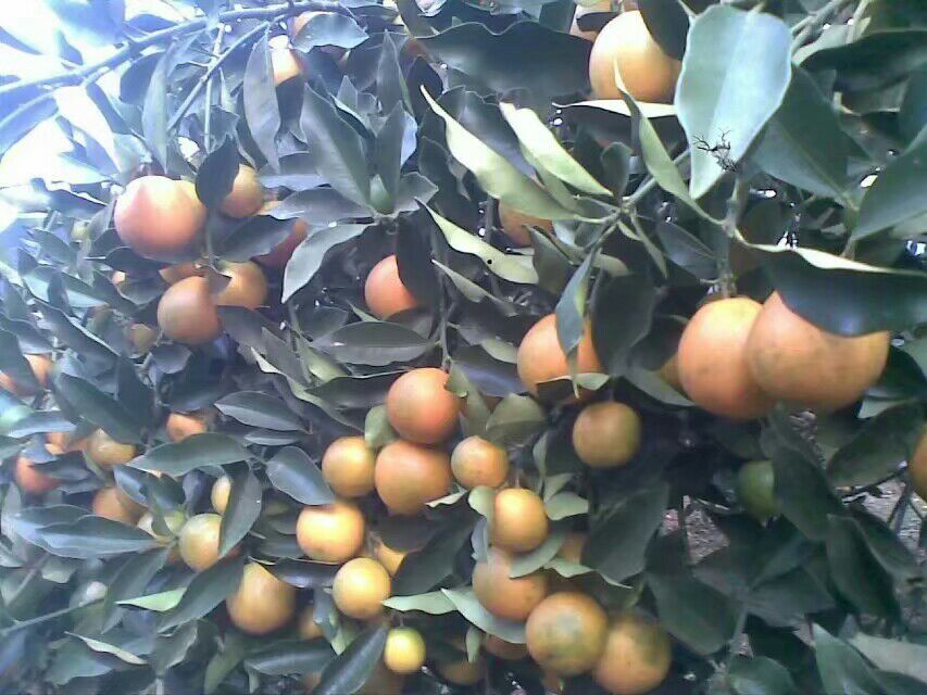 天山雪桔金桔果园