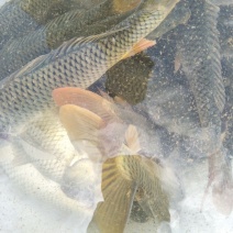 池鲤鱼食用1~2公斤
