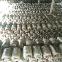 平菇菌棒，提前预定有优惠