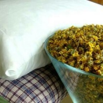 野菊花统货