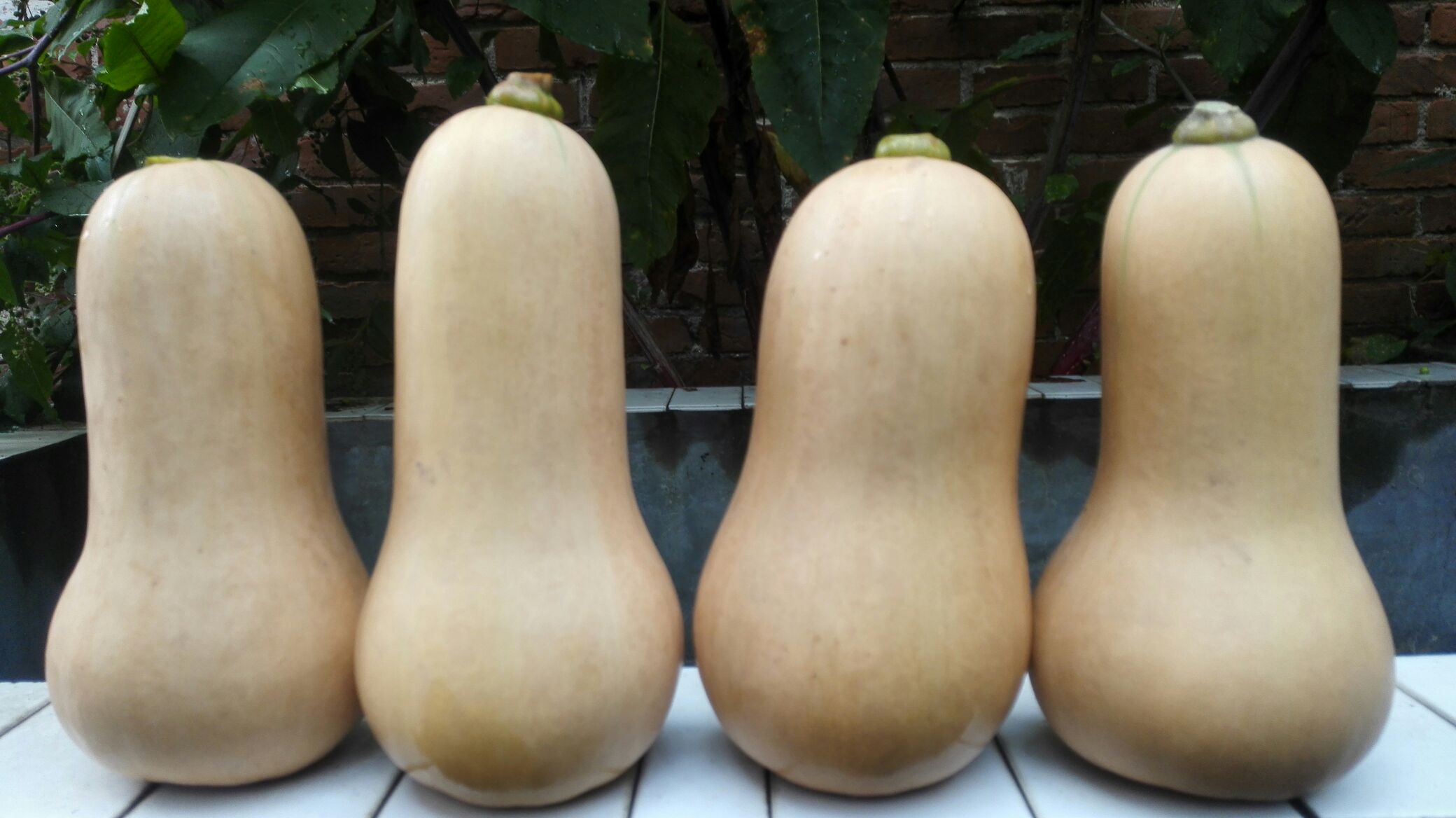 奶油南瓜置于灰色大理石台面