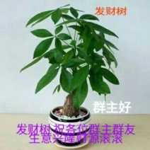 发财树不含盆