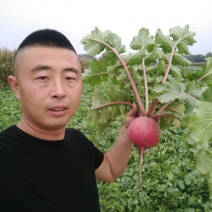 红皮萝卜1~1.5斤起