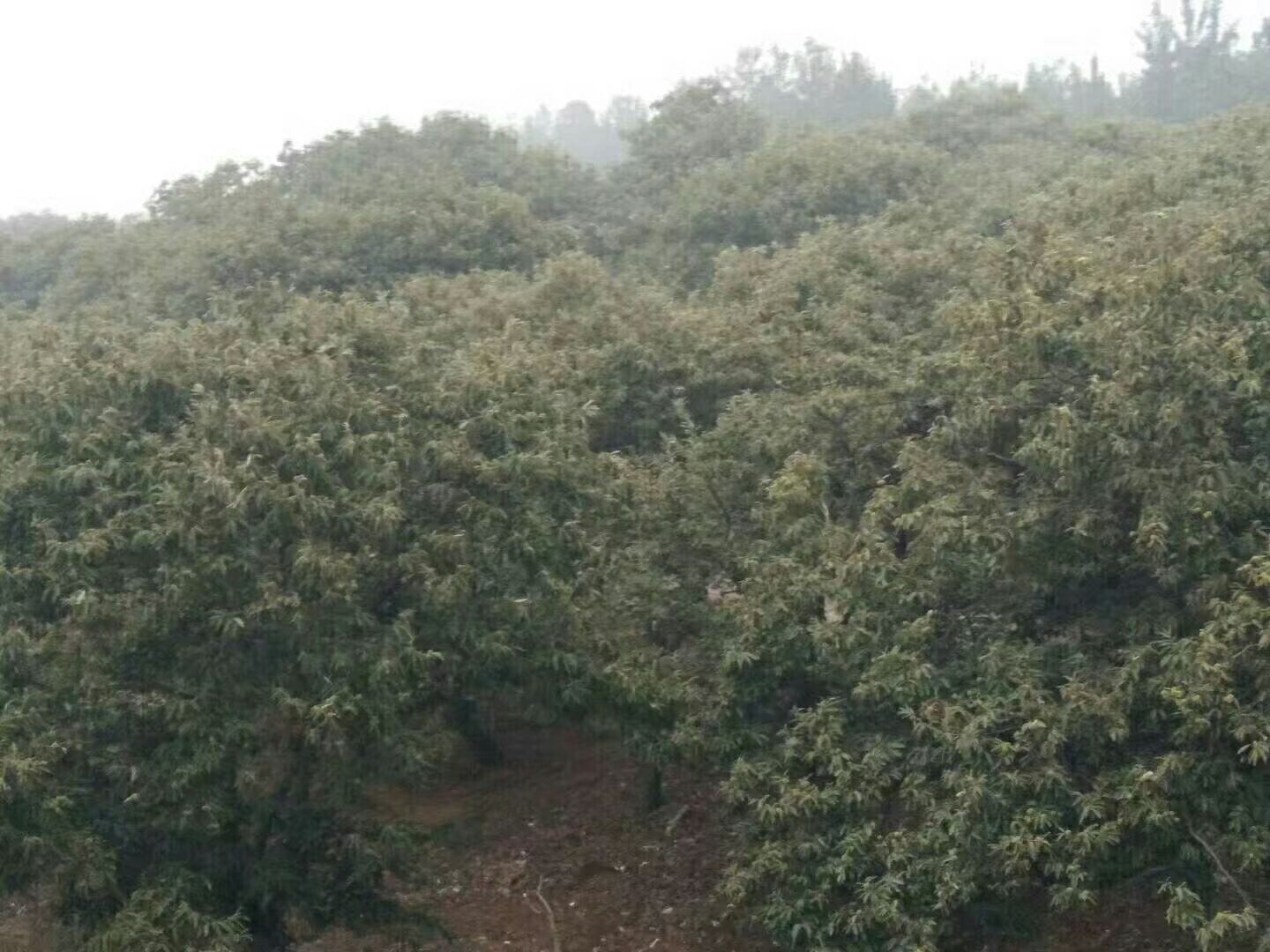 野生油栗生长环境