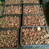 松蘑特级